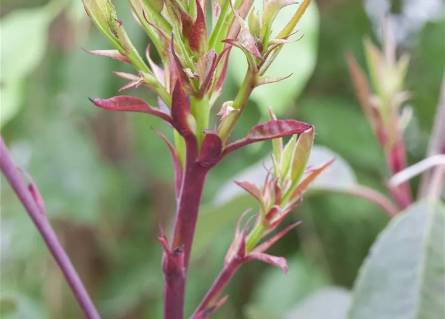 Photinia fraseri