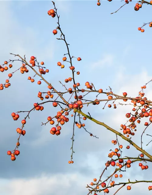 Malus Hybride