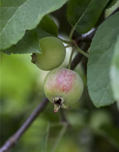 Malus x moerlandsii 'Red Sentinel'