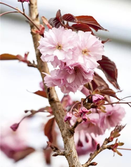 Prunus serrulata 'Royal Burgundy'®