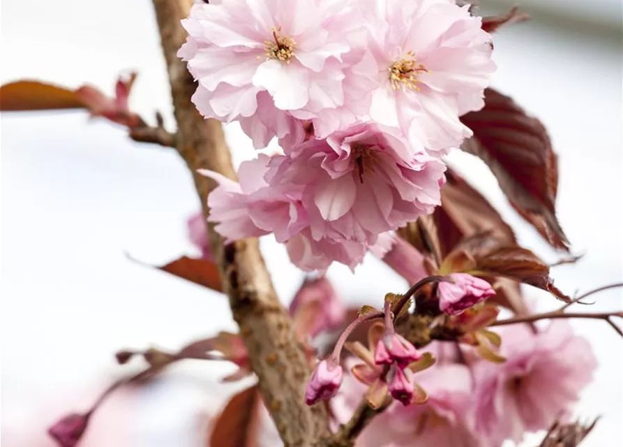 Prunus serrulata 'Royal Burgundy'®