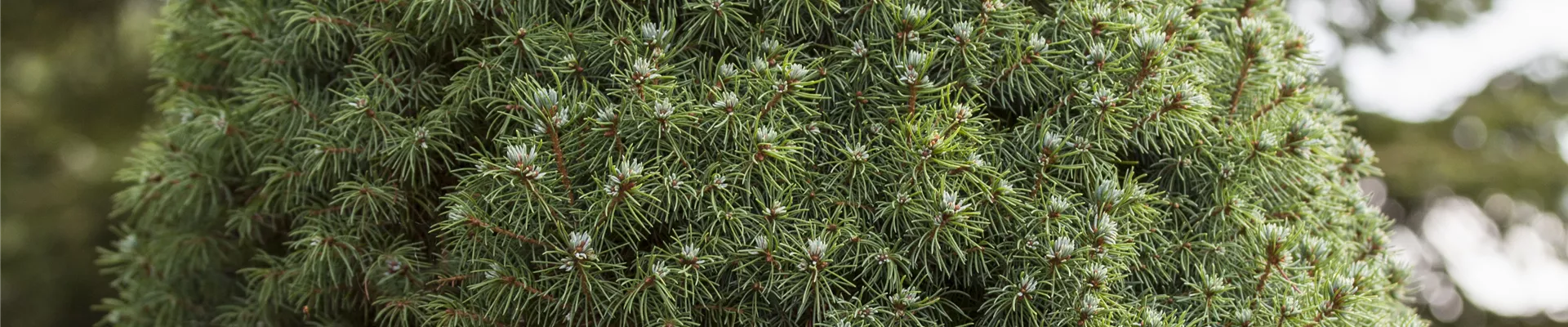 Picea glauca