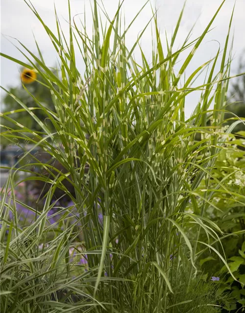 Miscanthus sinensis 'Variegatus'