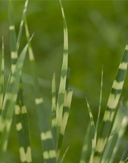 Miscanthus sinensis 'Variegatus'