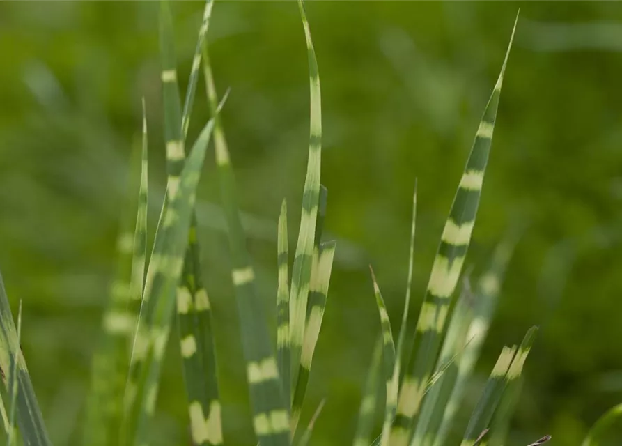 Miscanthus sinensis 'Variegatus'