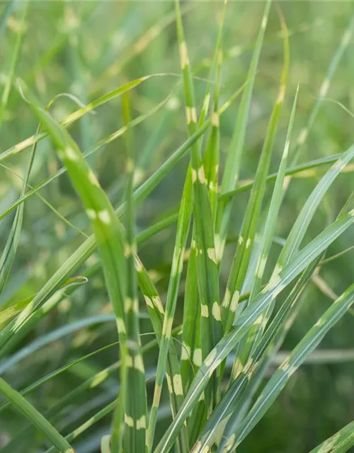 Miscanthus sinensis 'Variegatus'