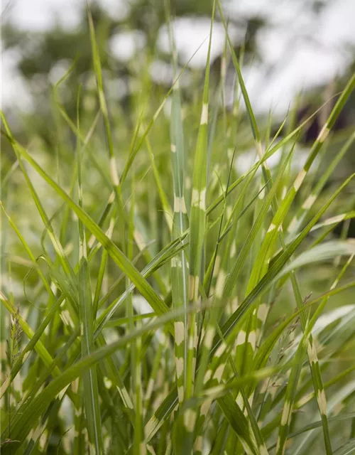 Miscanthus sinensis 'Variegatus'