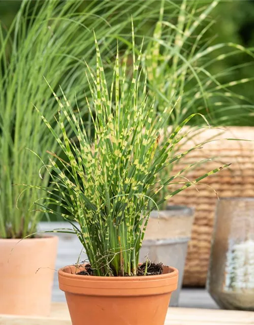 Miscanthus sinensis 'Variegatus'