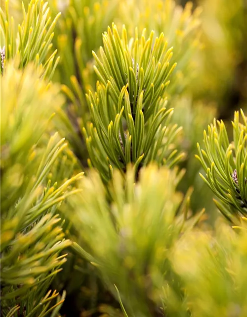 Pinus mugo 'Carsten´s Wintergold'