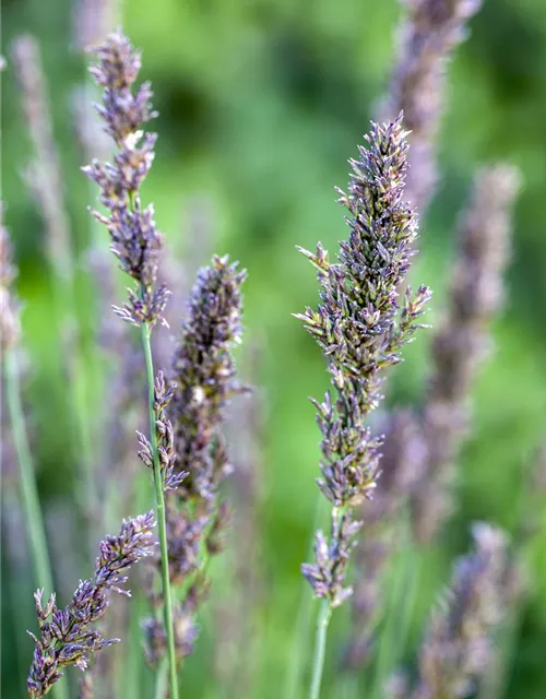 Molinia caerulea