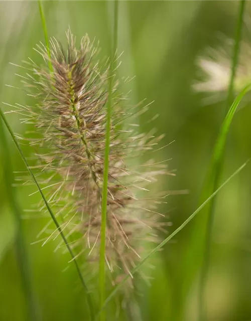 Pennisetum alopecuroides 'Hameln'