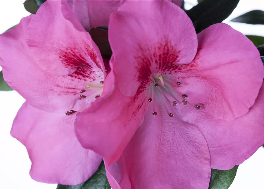Rhododendron simsii