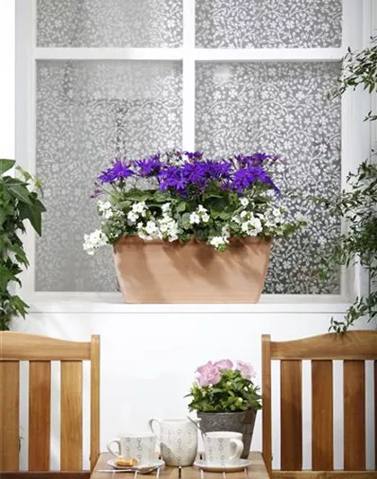 WINTERHARTE PFLANZEN FüR DEN BALKON WINTERHARTE PFLANZEN FüR DEN BALKON