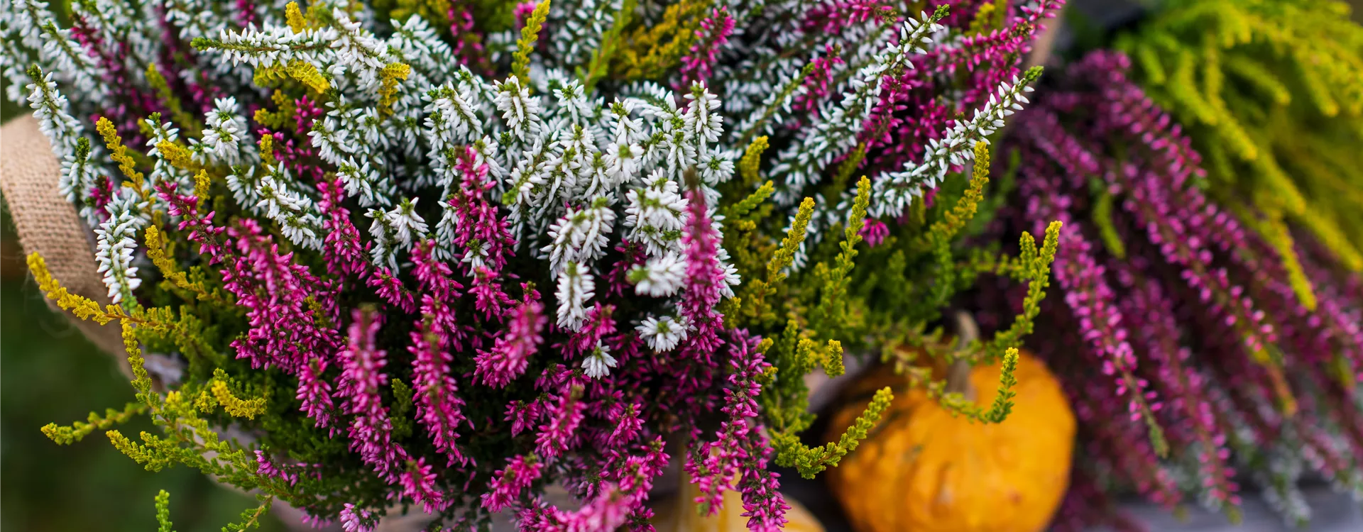 Farbenfrohe Heide Farbenfrohe Heide