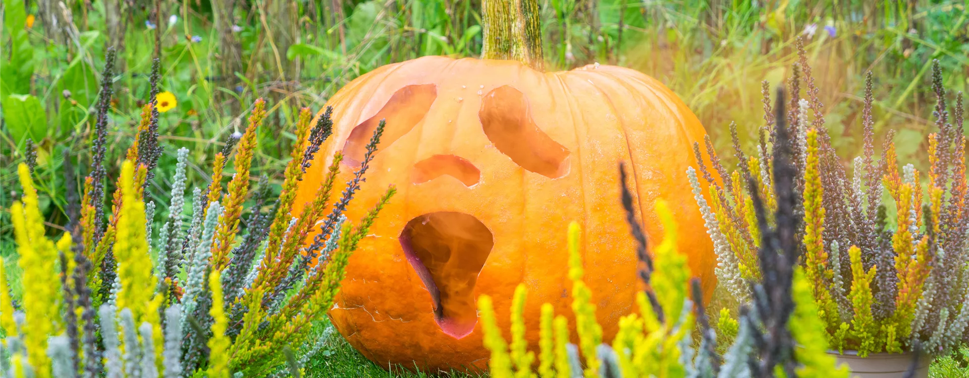 Bald ist Halloween ! Bald ist Halloween !