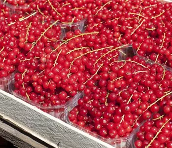 GäRTEN FüR NASCHKATZEN