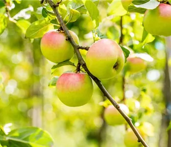 STREUOBSTWIESE - GESUNDHEIT ZUM SELBERPFLüCKEN