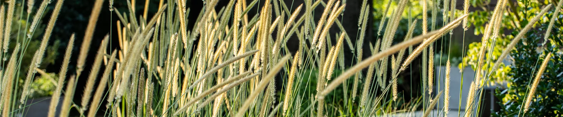 Pennisetum macrourum 'Tail Feather'