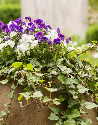 HARMONISCHE PAARUNGEN! HARMONISCHE PAARUNGEN!