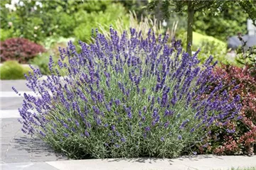 PFLANZE DES MONATS JUNI: LAVENDEL