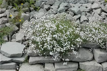 Schleierkraut